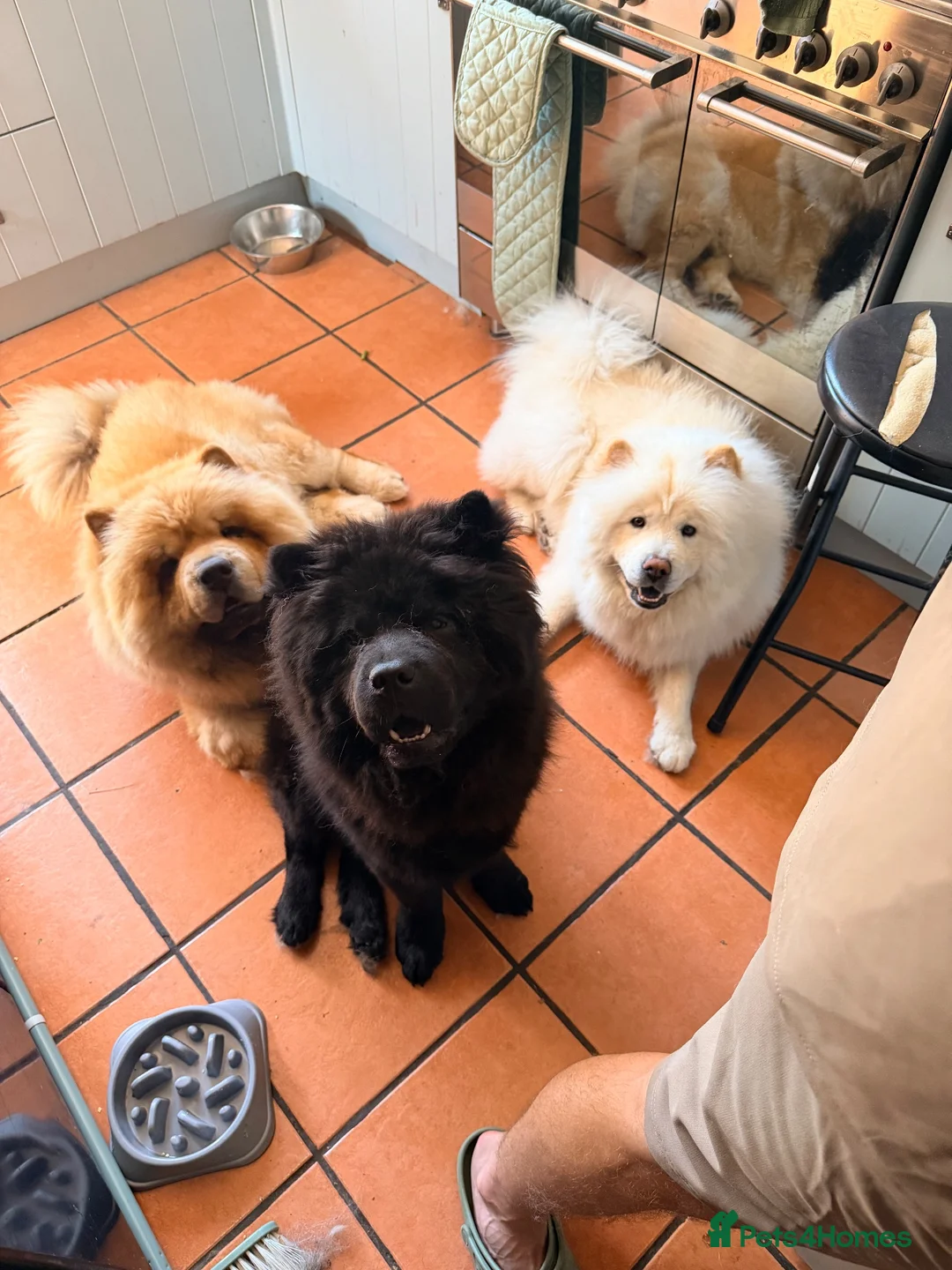 Chow Chow dogs for sale: white chow chow boy  in Birmingham - Advert 4