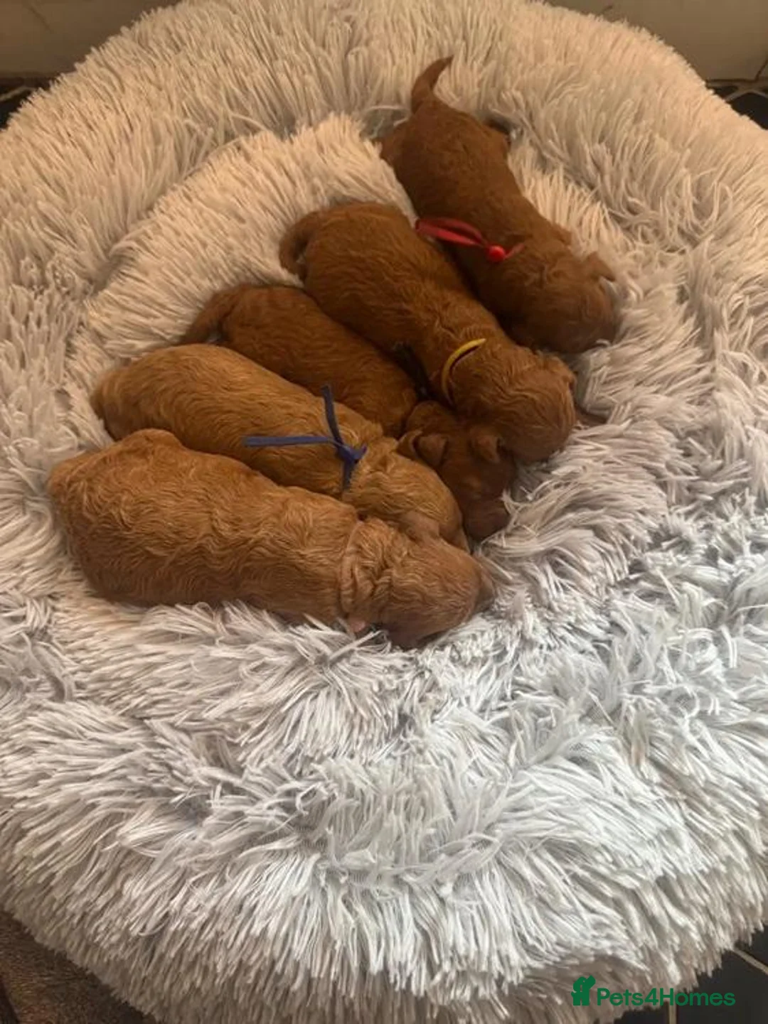 Toy Poodle dogs for sale: FALL-IN poodle toys - Advert 8