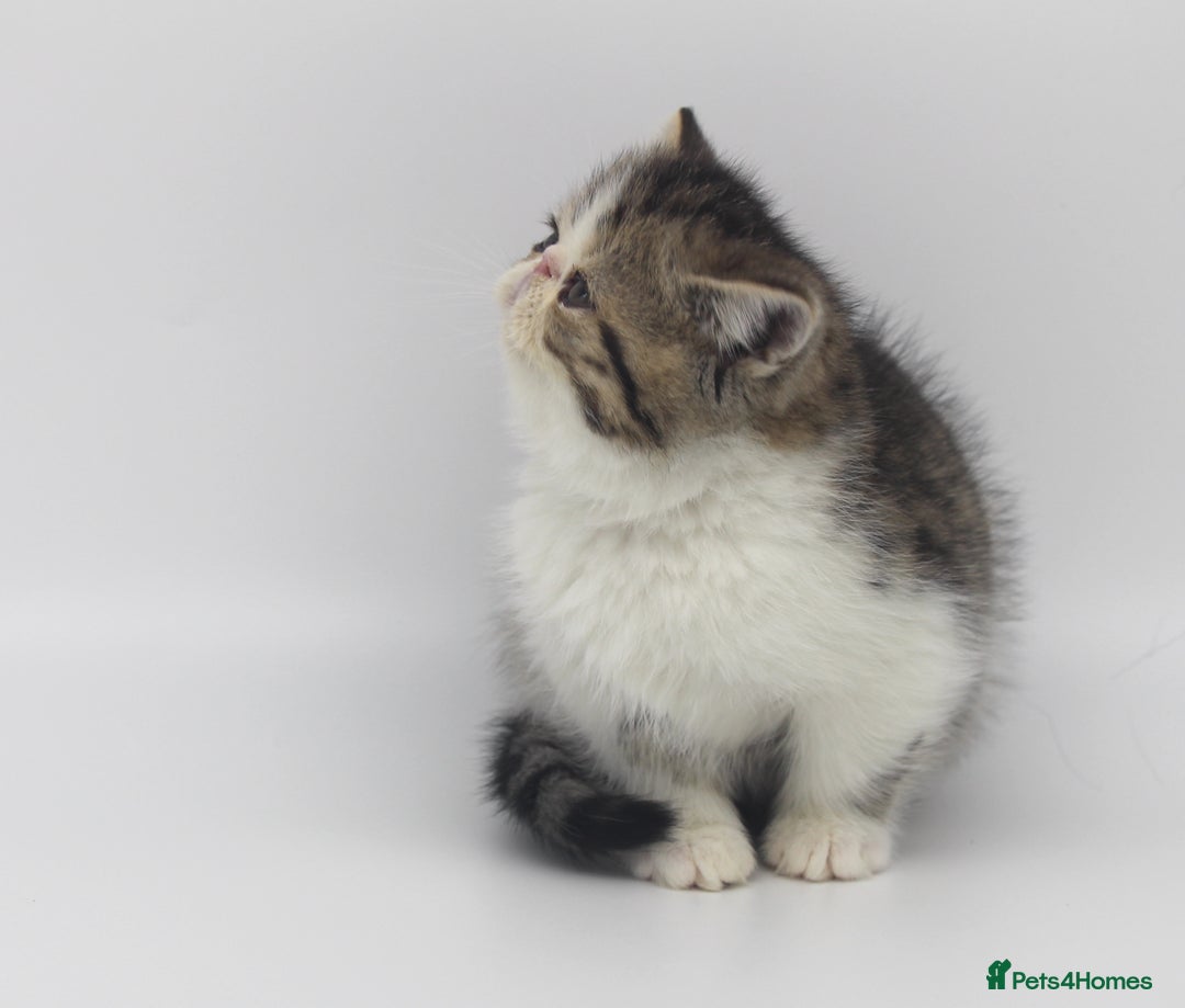 Exotic cats for sale: Quality TICA Reg Exotic & Persian Kittens - Advert 2