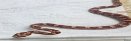 Corn Snake reptiles for sale: Corn snake  in Leicester - Advert 31