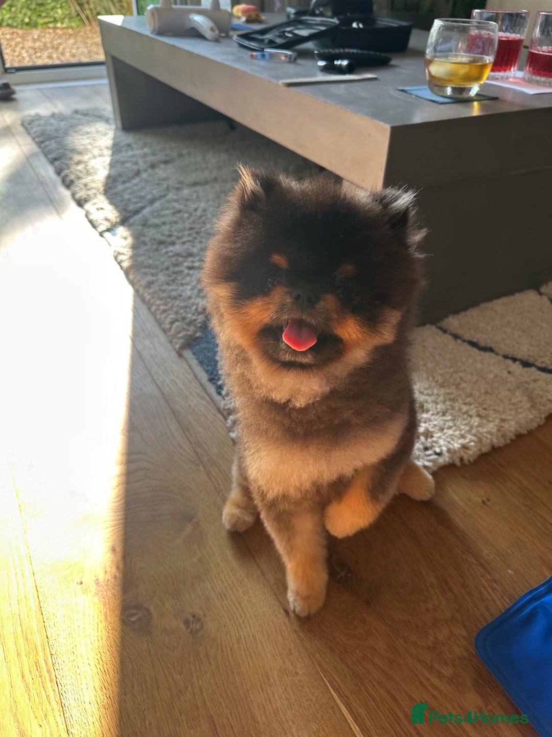 Pomeranian dogs for stud: Rare XS Pomeranian Boy – STUD – London - Image 4
