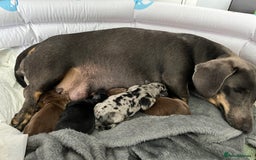 Dachshund dogs for sale: Beautiful miniature dachshund puppies - Image 21