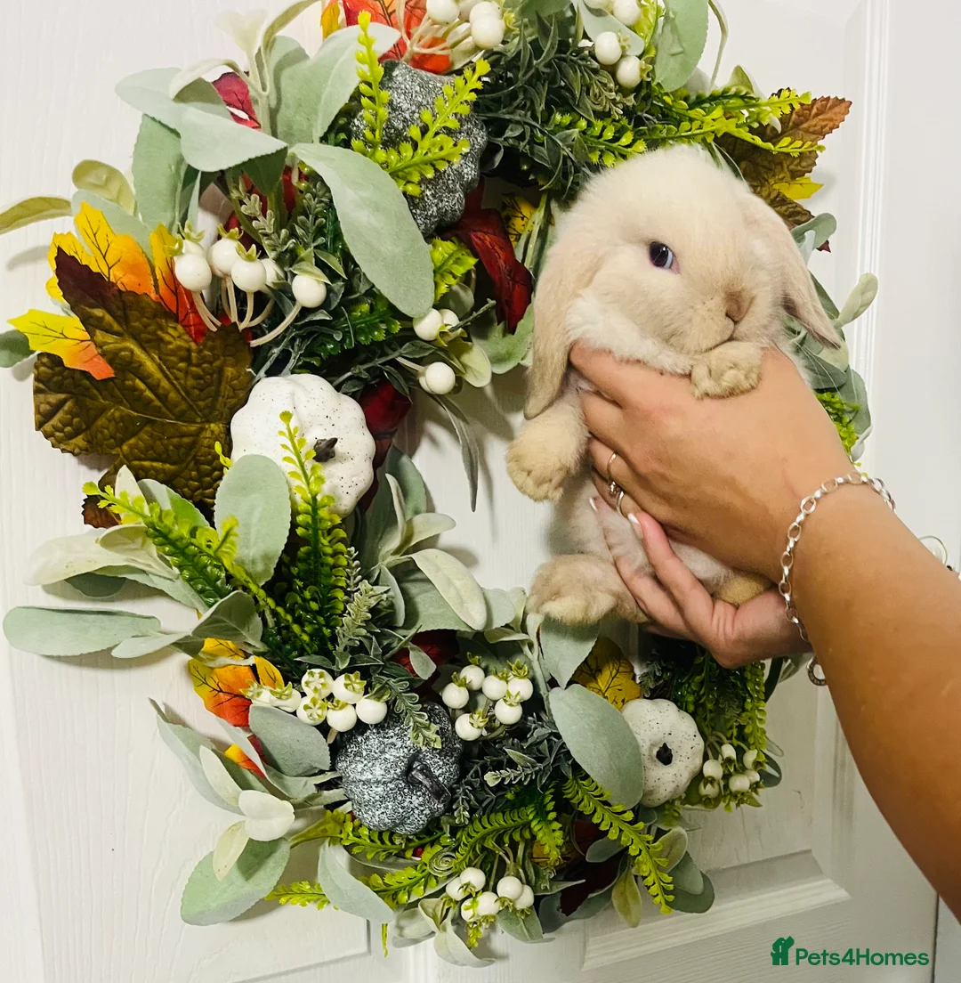 Mini Lop rabbits for sale: 🐰pure bred Miniature Lop 🐰 - Advert 26