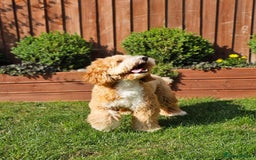 Cocker Spaniel dogs for stud: Hip0/0 Elbow 0/0 🌟Australian Labradoodle  - Advert 13