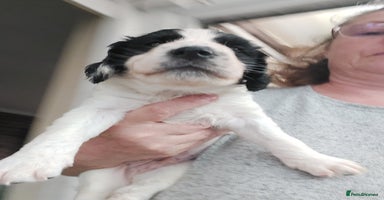 Mixed Breed dogs - Advert 2