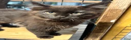 Maine Coon cats for sale: Stunning kittens  - Advert 1