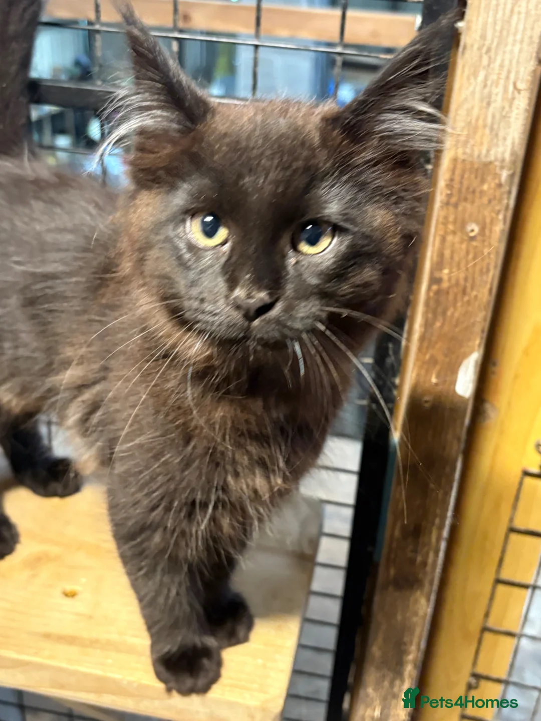 Maine Coon cats for sale: Stunning kittens  - Advert 1