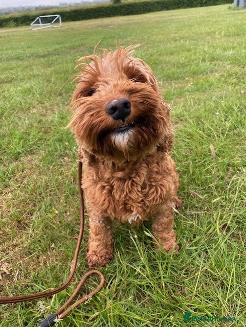 Cavapoo dogs for sale: 💕 Peach the cavapoo 💕 - Advert 3