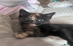 Mixed Breed cats for sale: 4 kittens 2 male 2 female  - Image 7