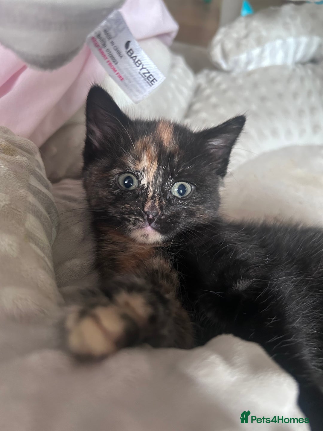 Mixed Breed cats for sale: 4 kittens 2 male 2 female  - Image 7
