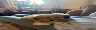 Mixed Breed 4