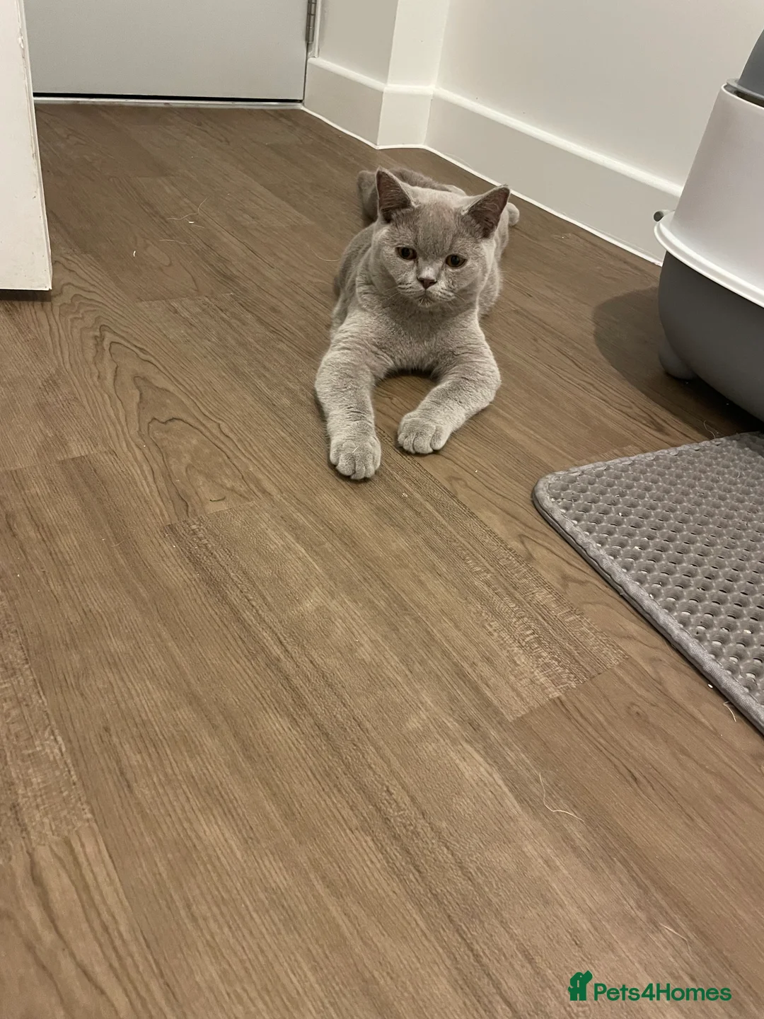 British Shorthair cats for sale: Pedigree British shorthair kittens  - Advert 2