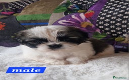 Shih Tzu dogs for sale: Shih-tzu's for sale. - Image 10