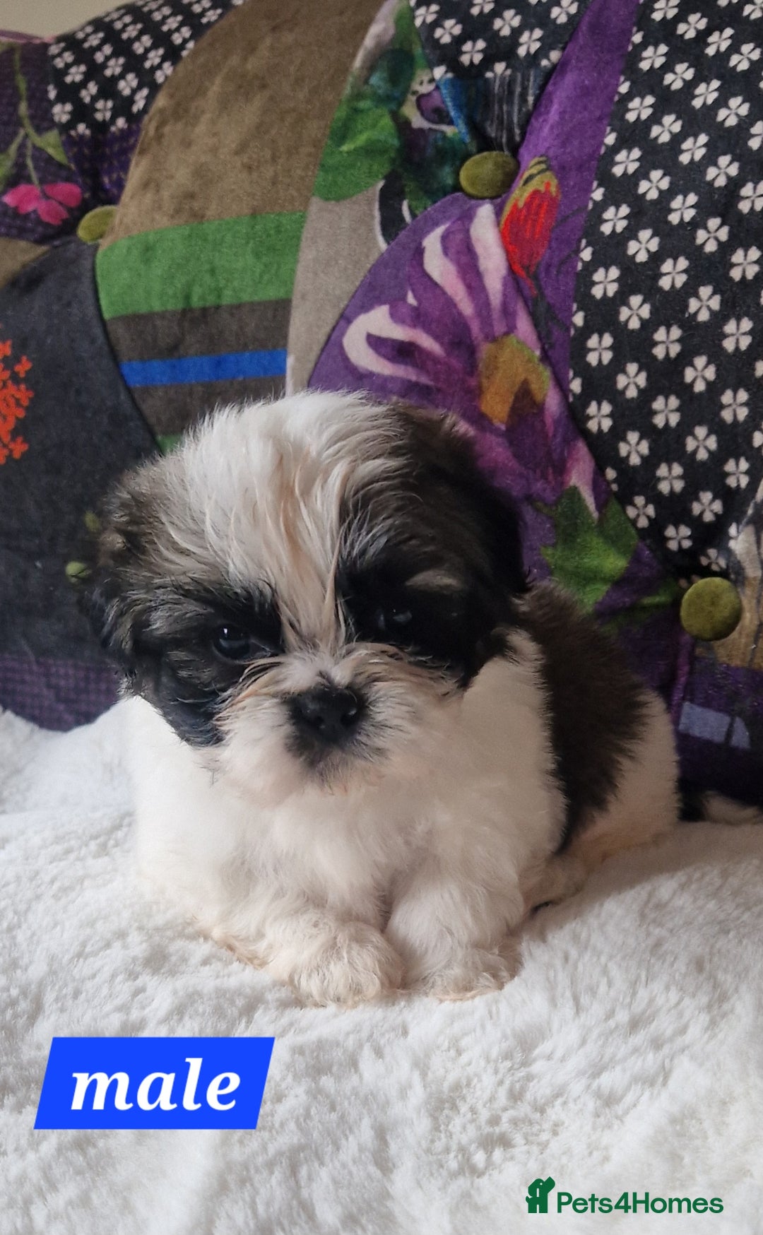 Shih Tzu dogs for sale: Shih-tzu's for sale. - Image 10