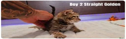 Scottish Fold cats for sale: 🐱 Scottish Fold & Scottish Straight Kittens - Advert 15
