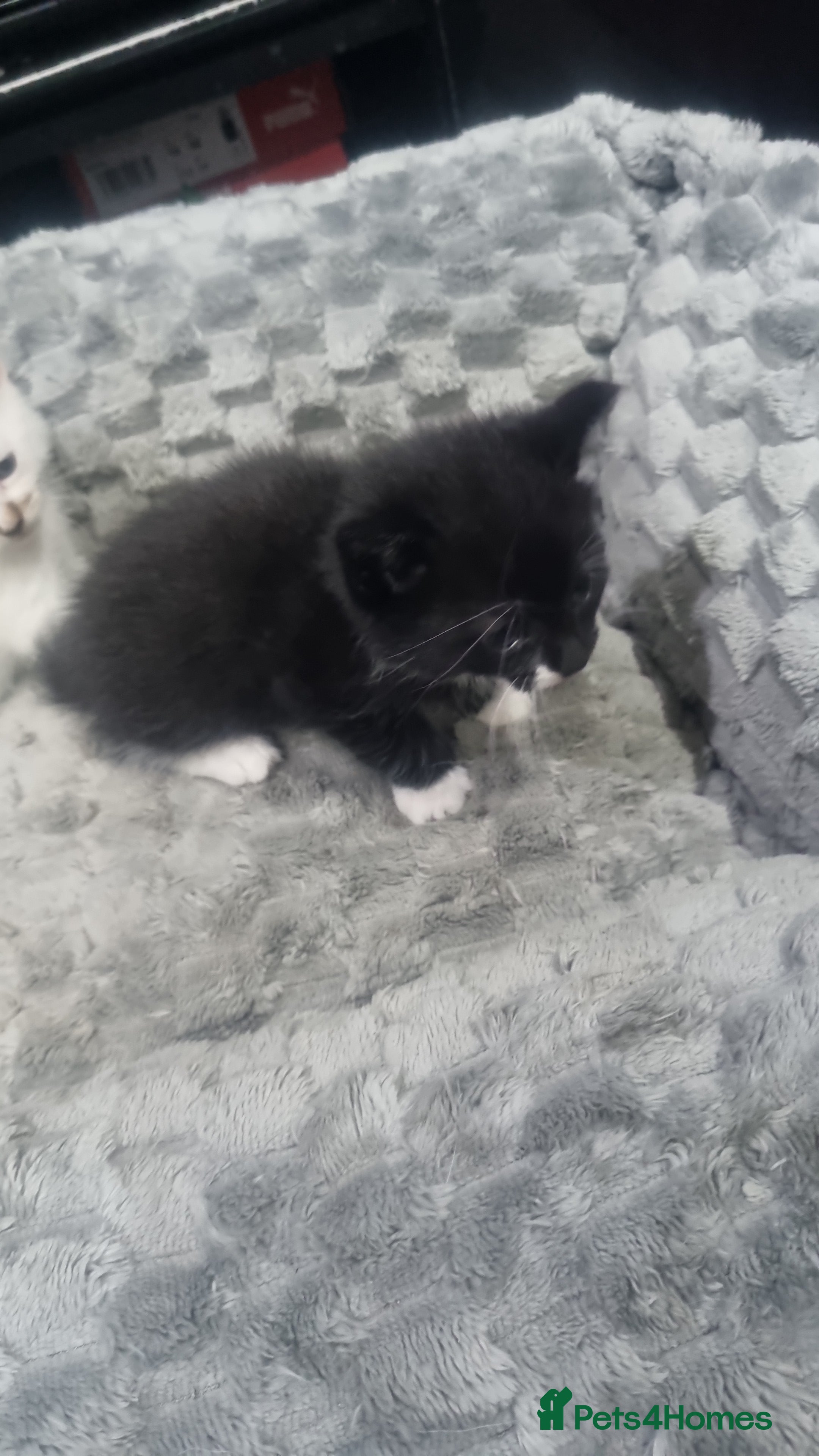 Mixed Breed cats 5 kittens  - Advert 2