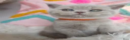 British Shorthair cats for sale: 🍫Chocolate and 💜 Lilac Kittens Waitlist  - Advert 23