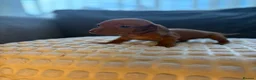 Miniature Dachshund dogs for sale: 🐾 KC Registered Miniature Dachshund Puppies 🐾 - Advert 13