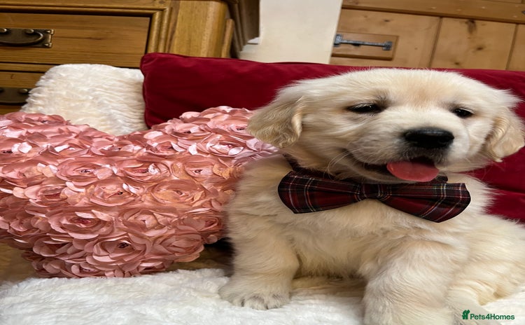 Golden Retriever dogs - Advert 2