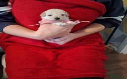 Cockapoo dogs for sale: 5 Cockapoo puppies 3 girls 2 boys  - Image 11