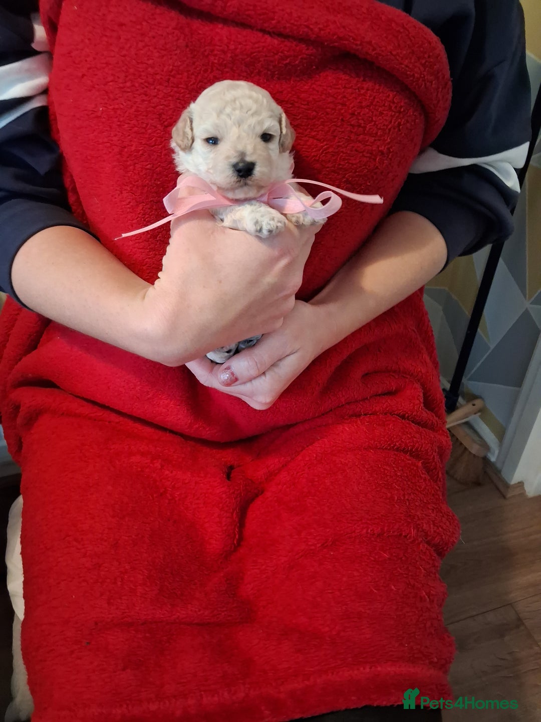 Cockapoo dogs for sale: 5 Cockapoo puppies 3 girls 2 boys  - Image 11