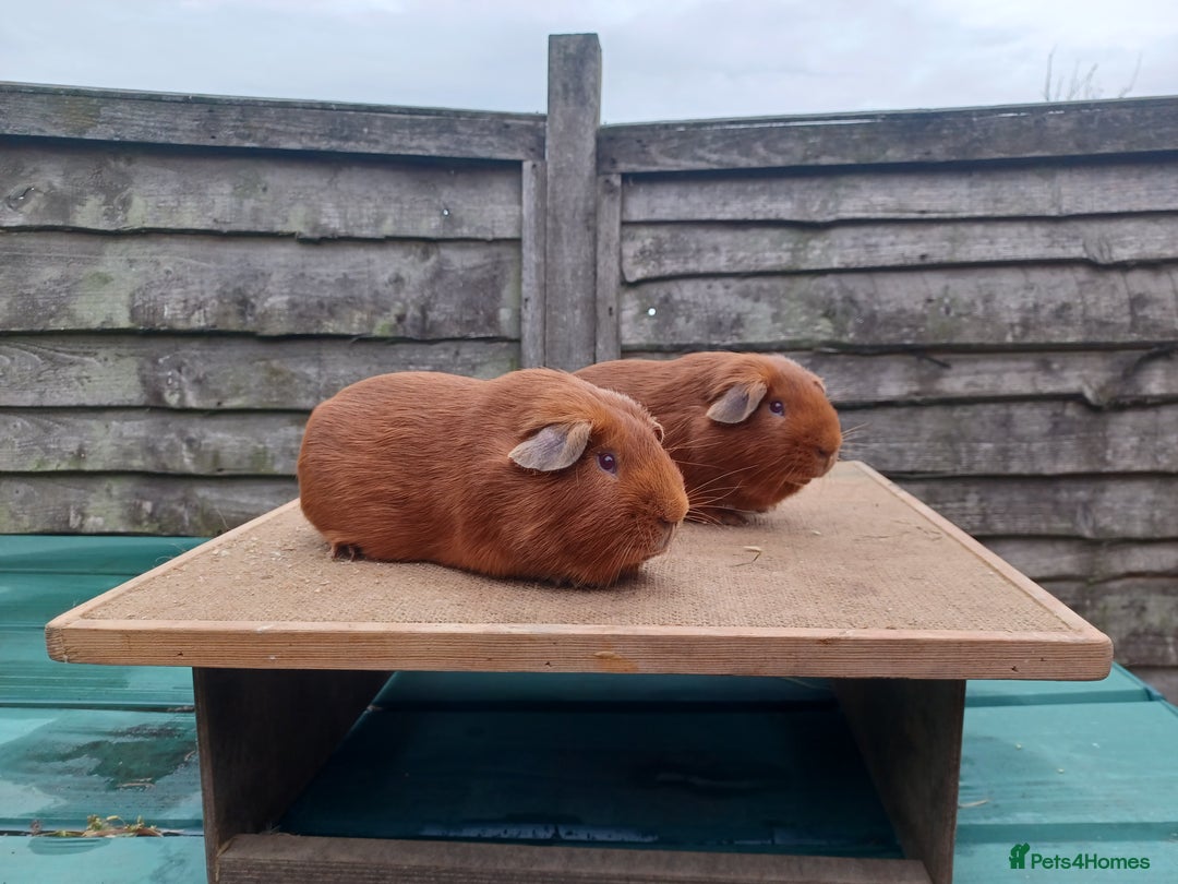 Guinea Pig rodents for sale: Showable Male Abyssinians and PE Goldens in Whitchurch - Image 5