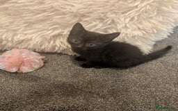 Domestic Shorthair cats for sale: Two black female kittens ready to leave - Image 5