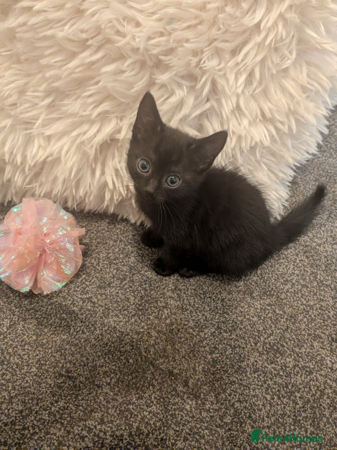 Domestic Shorthair cats for sale: Two black female kittens ready to leave - Image 5