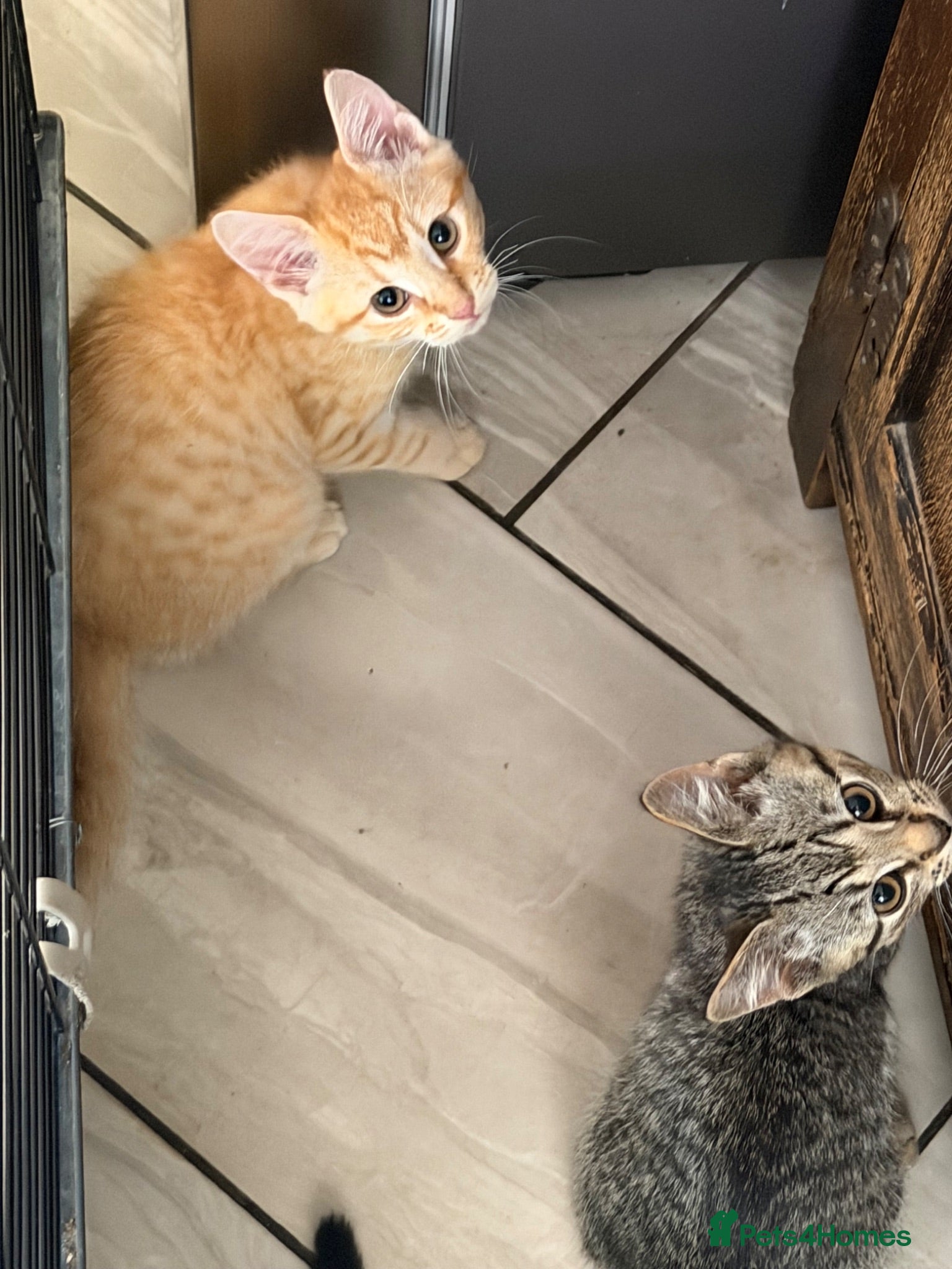 Mixed Breed cats Lovely Kittens Looking for Their Forever Homes 🐾 - Advert 2