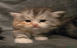 Siberian cats for sale: Siberian kittens Waiting list FIFe registrered - Image 19
