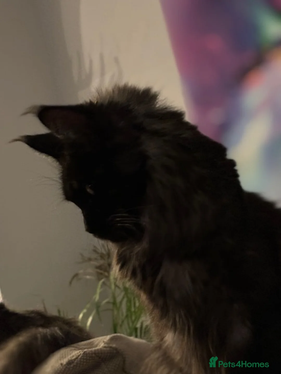 Maine Coon cats for sale: Council licensed TICA Maine Coon kittens - Advert 36