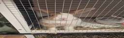 Mini Lion Lop rabbits for sale: Female rabbit in Stoke-on-Trent - Advert 2
