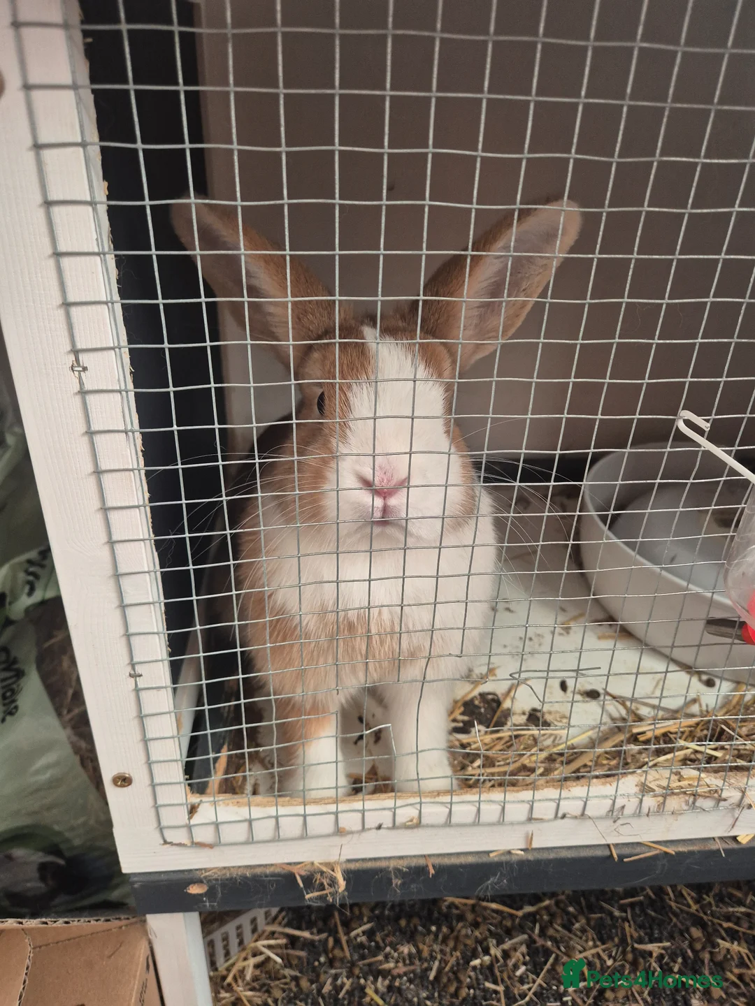 Mini Lion Lop rabbits for sale: Female rabbit in Stoke-on-Trent - Advert 2