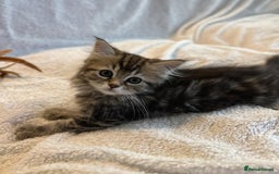 Siberian cats for sale: ❤️ 5 super friendly Siberian mix kittens ❤️ - Image 2
