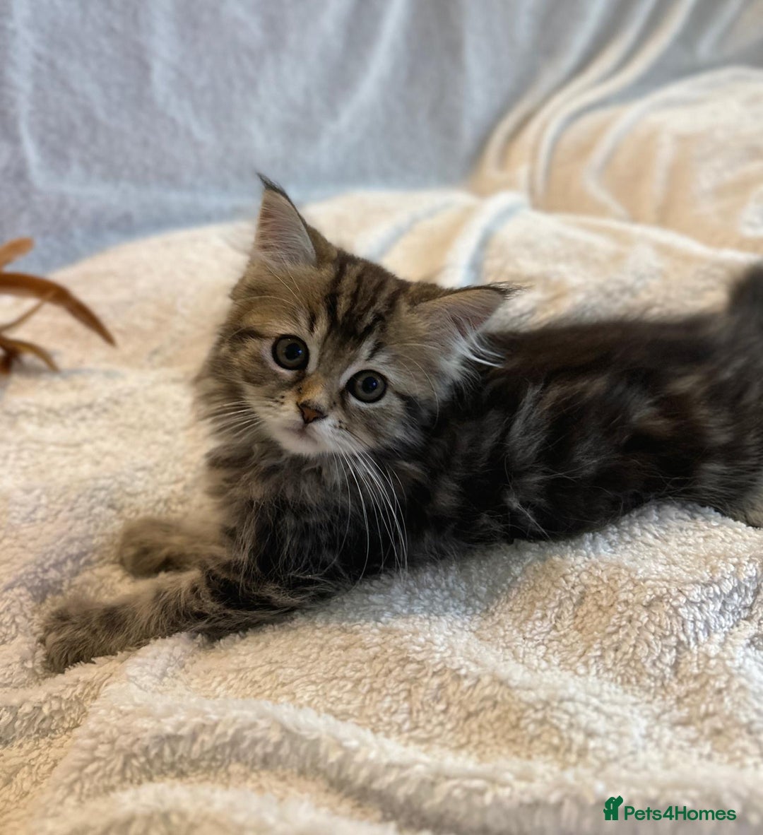 Siberian cats for sale: ❤️ 5 super friendly Siberian mix kittens ❤️ - Image 2