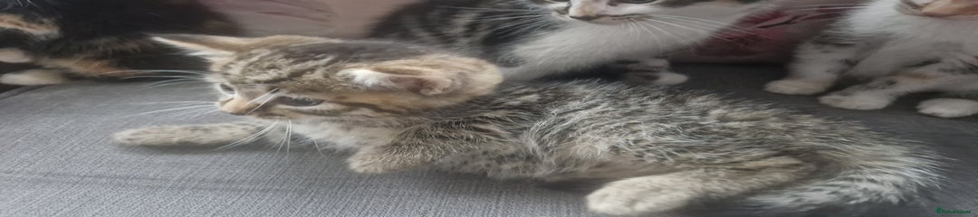 Mixed Breed Kitten 4