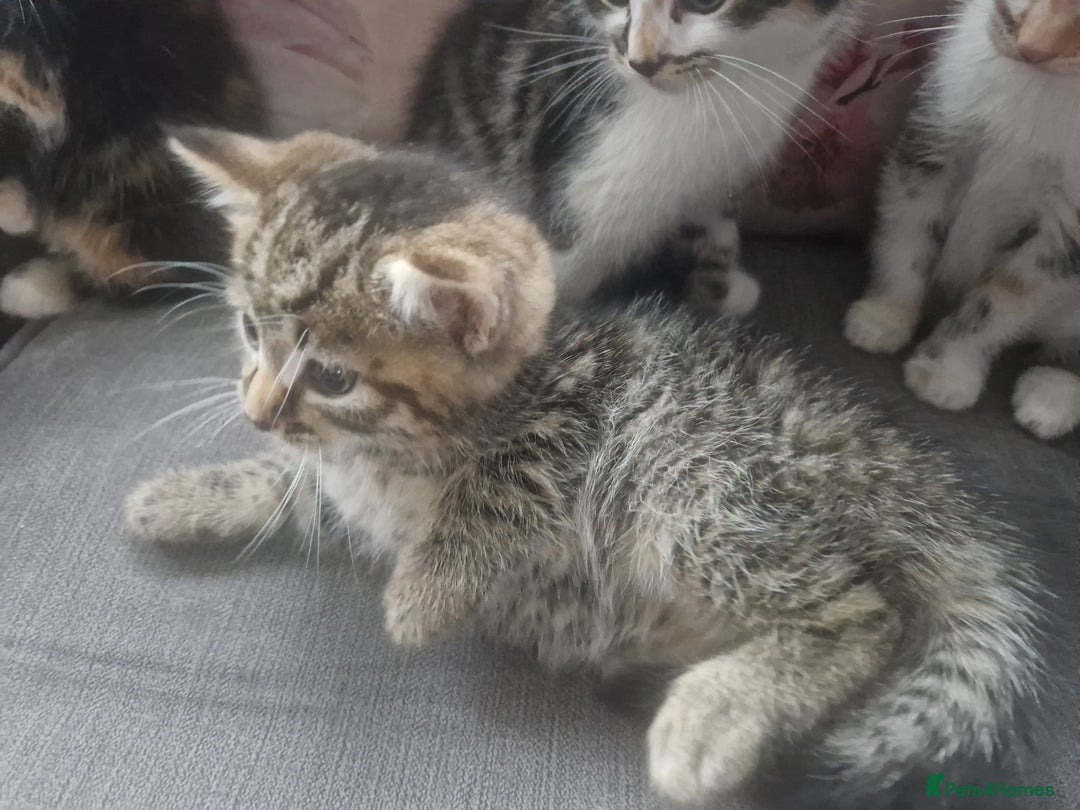 Mixed Breed cats for sale: 5 beautiful kittens 4 female 1 male - Image 3