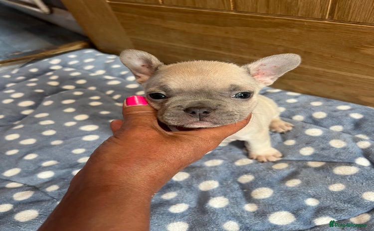 French Bulldog dogs - Advert 6