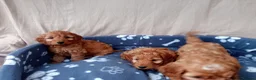 Cockapoo dogs for sale: Stunning red cockapoo/cavapoo puppies  in Coventry - Advert 11