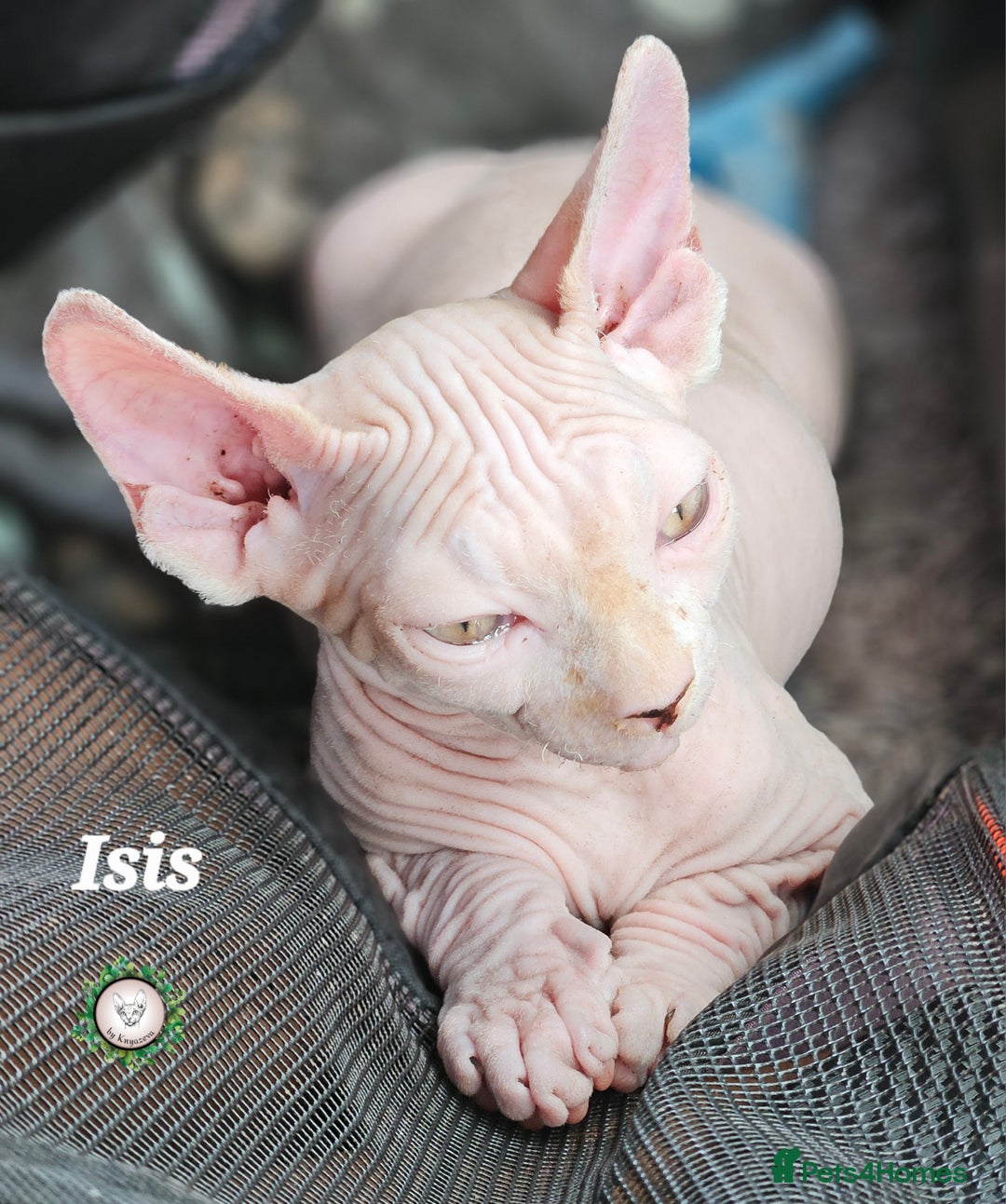 Sphynx cats for sale: Adorable Canadian Sphynx – Champion line - Image 1