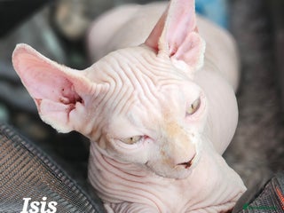 Sphynx cats - Advert 3