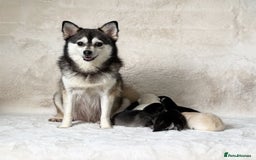 Pomsky dogs for sale: perfect husky markings Pomsky puppies for sale - Image 15