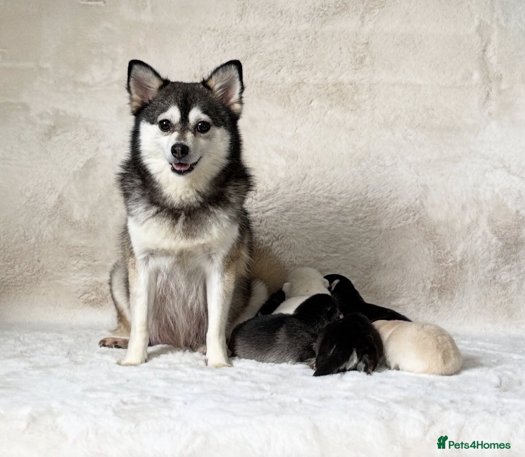 Pomsky dogs for sale: perfect husky markings Pomsky puppies for sale - Image 15