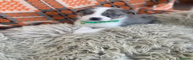 Australian Shepherd 2