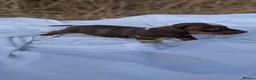 Miniature Dachshund dogs for sale: Beautiful Dachshund puppies in Ashbourne - Advert 8