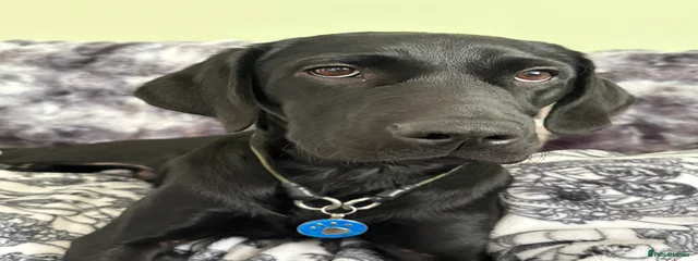 Marley