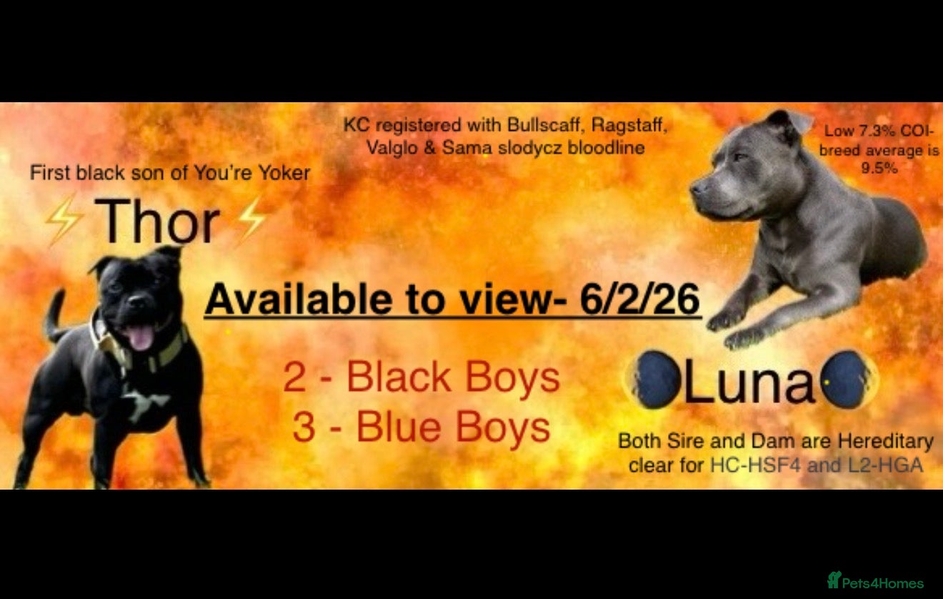 Staffordshire Bull Terrier dogs Blue & Black Staffordshire bull terrier pups - Advert 7