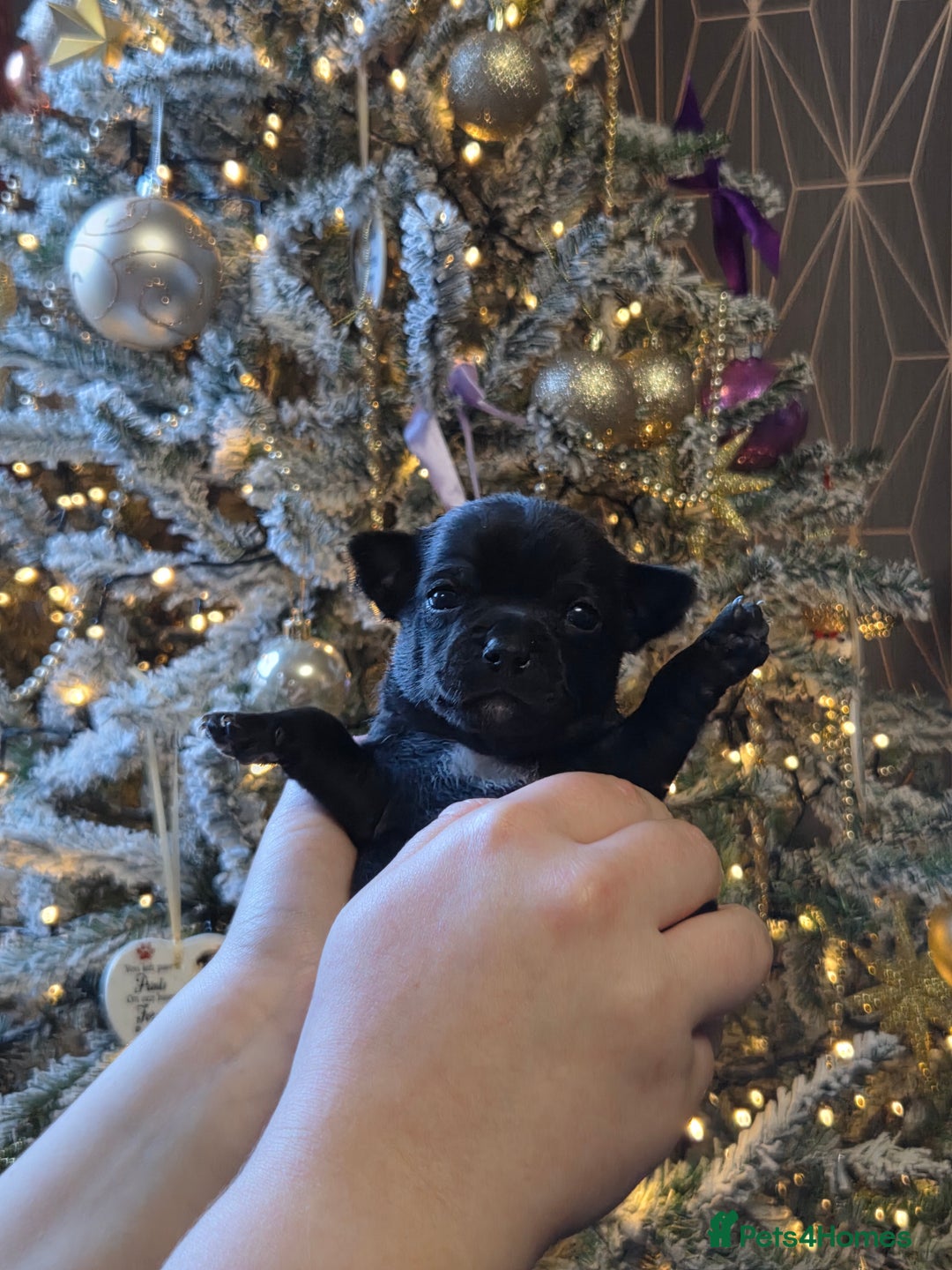 Chihuahua dogs for sale: Gorgeous pure breed chihuahua puppies  - Advert 2
