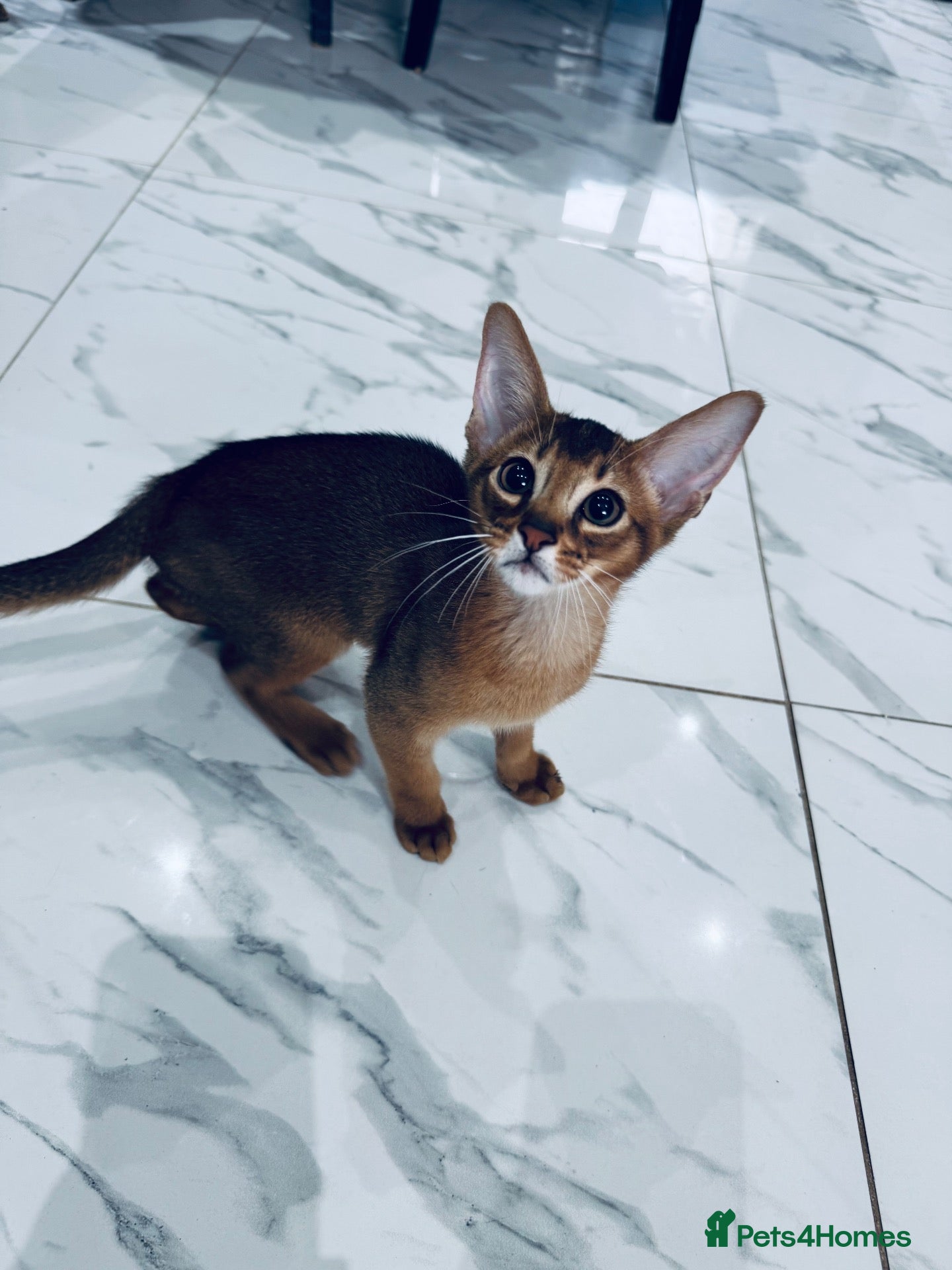 Abyssinian cats Ready to go abby boy! - Advert 2