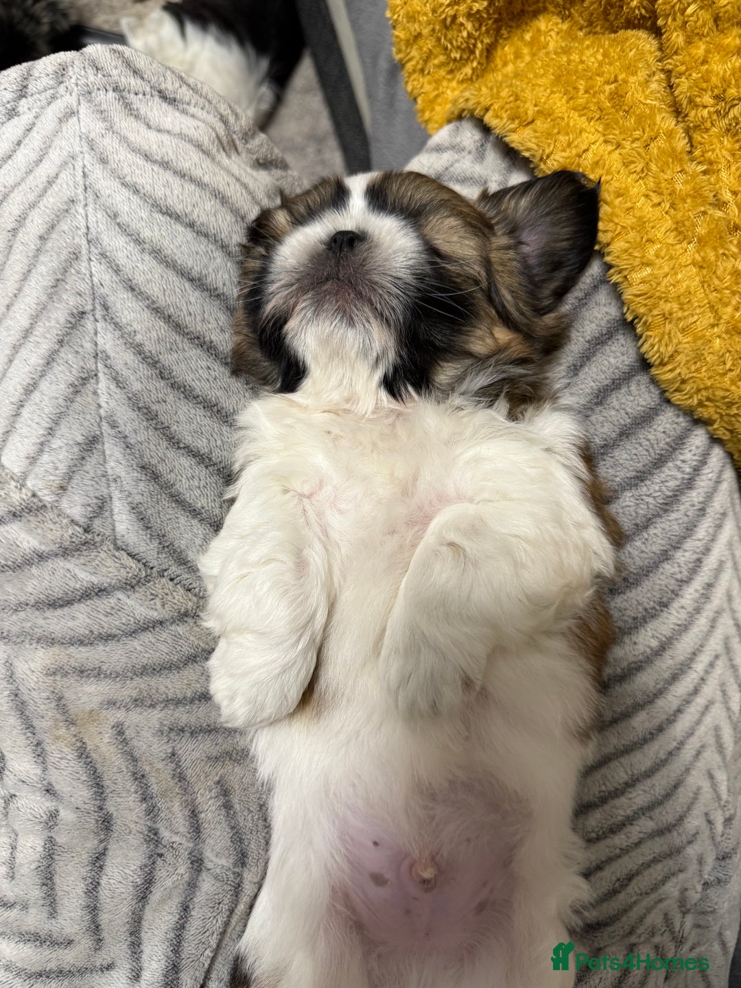 Shih Tzu dogs for sale: 3 beautiful shih tzus for sale  - Advert 13